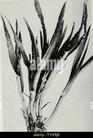 Malattie del frumento, avena, orzo, malattie del frumento, avena, orzo, e segale diseasesofwheato48boew Anno: 1960 64 ILLINOIS NATURAL HISTORY SURVEY U CIRCOLARE& Fig. 20.-nematode malattia sul frumento. Wl&lt;mangiare f'-l' '"F"'l' I'je l'agricoltura). Foto Stock