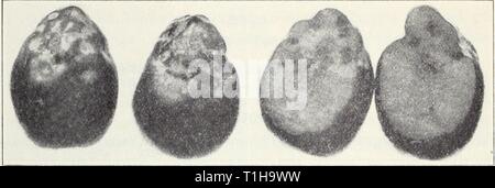 Malattie di frutta e noci Malattie di frutta e noci diseasesoffruits120smit Anno: 1941 80 Califoknta Servizio di Dilazione Agricolo Lir-120 PESCHE NOCI vedere 'di pesche e pesche noci" (p. 84) OLIVE Dry Rot, Inaridirsi punta, muso di scimmia, Pecore Naso, Bitter Pit.-zone secche a volte a sviluppare nella polpa del frutto, di solito verso la blos- som fine, che diventa raggrinzito e shrunken in punti o su un lato Fig. 32.-dry rot, o pecore naso, di oliva. (Fig. 32). La causa di ciò non è noto, ma sembra di essere nonparasitic e ha l'apparenza di essere legati a bitter pit di mele, nero fine Foto Stock