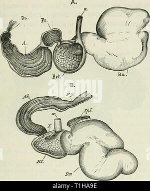 Le malattie e i disturbi delle malattie e disturbi del bue con alcuni account delle malattie delle pecore diseasesdisorderox00gres Anno: 1889 L'ANATOMIA DEL BUE. 61 o apertura esofagea è prolungata oltre la piccola curvatura del secondo vano per mezzo del canale esofageo. L'apertura inferiore è grande e comunica con il reticolo. Lateralmente e inferiormente è circoscritta da un bordo libero di una sorta di valvola che è formato dalle pareti del rumine insieme di celle con il secondo vano. Questa seconda dello stomaco o reticolo, o a nido d'ape, è Foto Stock