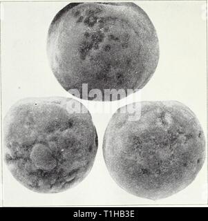 Malattie di frutta e noci Malattie di frutta e noci diseasesoffruits120smit Anno: 1941 94 California Ag&lt;ricultural estensione del servizio [Cir. 120 informazioni possono essere ottenuti dalla divisione di Pomology, l'Università di Agricoltura, Davis. Per la discussione generale della radice-nodo di nematode, vedere pagina 142. Rosette.-questa è una malattia di virus del sud-est degli Stati Uniti e non è mai stato noto in California. Le nuove foglie degli alberi colpiti sono compressi in stretto cluster o rosette; esse diventano di colore giallo e la Fig. 45.-Effetto di pesco ruggine sulla frutta. laminati, pezzata di rosso, e la caduta della prema Foto Stock