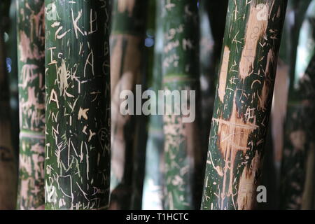 Graffiti incisi in bambù, Giardino Majorelle, Rue Yves Saint Laurent, Gueliz, Città Nuova, Marrakech, regione Marrakesh-Safi, Marocco, Africa del nord Foto Stock