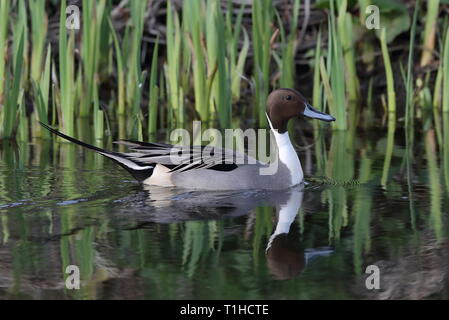 Drake Northern Pintail su Priory stagno Foto Stock