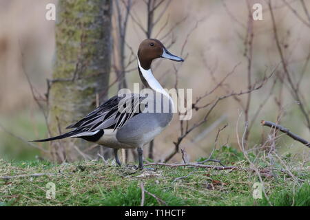 Drake Northern Pintail su Priory stagno Foto Stock