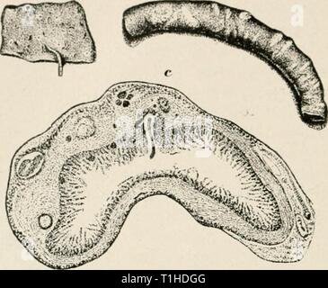 Le malattie del pollame (1899) le malattie del pollame diseasesofpoultr00salmrich Anno: 1899 124 DisHASES o POn.TKV ww ..? Fig-. 28.-i&lt;7) pezzo di intestino di un uccello che mostra i noduli (ridotto a un terzo), [fi) della mucosa dell'in- testine che presentano aree ulcerate; anche diverse piccole e uno più grande la tenia echinococco attaccato all'intestino (ridotto a un terzo), (r) di una sezione trasversale dell'intestino che illustra l'ispessimento della parete a causa di un grande numero di noduli: anche una porzione di un verme solitario che ha Martellare a penna- quotato alla membrana mucosa, ingrandite. hanno l'aspetto di stretta Foto Stock