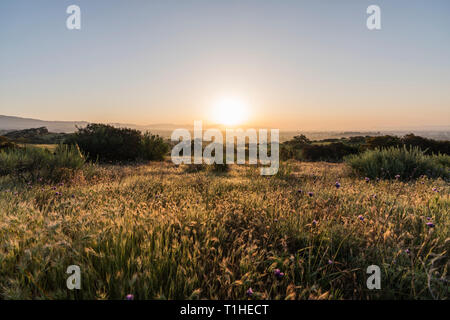 Prato primavera alba a Santa Susana Pass State Historic Park in San Fernando Valley Ovest zona di Los Angeles, California. Foto Stock