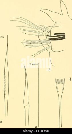 Rapporti di ricerca (1929) Discovery discoveryreports report21931inst Anno: 1929 o 2mm. Foto Stock