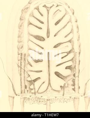 Rapporti di ricerca (1959) Discovery discoveryreports report29inst Anno: 1959* Foto Stock