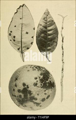 Malattie delle piante economica (1921) malattie delle piante economica diseasesofeconom01stev Anno: 1921 Fig. 71. - Citrus batteriosi vascolare. Dopo Webber. Foto Stock