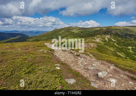 Paesaggio composito. recinto vicino alla strada trasversale su una collina prato in montagna. alcuni abeti della foresta ai lati della strada Foto Stock