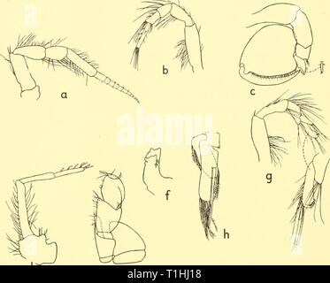 Rapporti di ricerca (1959) Discovery discoveryreports report29inst Anno: 1959 170 report di rilevamento d e Text-fig. 12. Macrochiridotheastebbingi. (A) Antenna, x 20. (6) Terzo pereiopod, x 12. (C) Primo pereiopod, x 12. ()Anten- nule, X 20. (E) Maxilliped (sinistra), x 30. (/), Il bordo di taglio di sinistra della mandibola, x 30. [G) Seconda pereiopod, x 12. {H) Seconda pereiopod, x 17. Genere Macrochiridothea Ohlin, 1901 Macrochiridothea stebbingi Ohlin, 1901 (Testo-fig. 12, a-h) Macrochiridothea stebbingi Ohlin, 1901, pagg. 289-91, pi. xxii, fig. 9. M. stebbingi yar. midtitiiherculata, Nordenstam, 1933, pagg. Un 106-8 Foto Stock