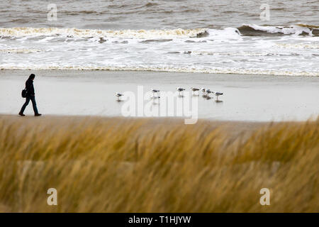 Isola del Mare del Nord Langeoog, Ostfriesland, Bassa Sassonia, spiaggia, dune, Foto Stock
