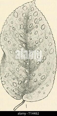 Malattie delle piante coltivate e delle malattie delle piante coltivate e gli alberi diseasesofcultiv00massuoft Anno: [1910?] MYCOSPHAERELLA 215 albero dovrebbe essere tagliato e bruciato, come esso non diventa mai indenni dalla malattia. Farlow, G., Boll. Bessay Inst., 1875. Halsted, Neiv Jersey Agric. Coll. Expt. Stazione, Boll. 78. MYCOSPHAERELLA (Johans.) Perithecia come in Sphaerella, asci i6-spored, senza para- physes; spore allungati, i-septate, di ialina. Pera che macchia di foglia.-l'inizio defogliazione di pera-alberi che ha per lungo tempo ritenuto essere dovuto alla presenza di un fungo chiamato Septoria piricola (Desm.). Questo Foto Stock