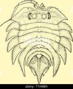 Rapporti di ricerca (1959) Discovery discoveryreports report29inst Anno: 1959 192 relazioni di ricerca testo-fig. 23. Serolis acuminati sp.n., x 7. Foto Stock