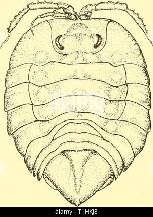 Rapporti di ricerca (1959) Discovery discoveryreports report29inst Anno: 1959 196 relazioni di ricerca testo-fig. 27. Serolis ovata sp.n., x 7. Foto Stock