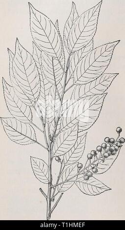 Le malattie dei bovini, ovini e caprini le malattie dei bovini, ovini, caprini e suini diseasesofcattl00mous Anno: 1905 236 avvelenamento. PRUNACE (prugna famiglia). *Prunus caroliniana.-l'alloro ciliegia, o mock orange, è nativo nel sud-quarto orientale degli Stati Uniti, e c'è spesso coltivati per siepi. Il semi-foglie appassite e i semi della resa di acido prussic, e sono velenosi quando mangiate dagli animali. * Prunus serotina.-l'wdld amarena è un prezioso albero di foresta che spazia in tutta la metà orientale degli Stati Uniti. I bovini sono uccisi da mangiare il parzialmente foglie avvizzite dal Foto Stock