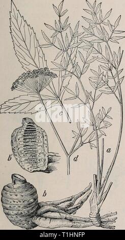 Le malattie dei bovini, ovini e caprini le malattie dei bovini, ovini, caprini e suini diseasesofcattl00mous Anno: 1905 piante velenose a magazzino. 247 con una tendenza ad inclinarsi all'indietro, la parte anteriore hmbs rimane fisso in posizione. Spesso il paziente si siede sui quarti posteriori Hke un cane. APIACE (CARKOT famiglia). * Cicuta maculata. Questo è l'acqua la cicuta (macchiato la cicuta; beaver veleno ; cowbane), che cresce più abbondantemente in tutta la Fig. 101.-Oregon acqua la cicuta (Cicuta vagans). un impianto, con foglie, one-sesta dimensione naturale ; h e 6, portinnesto e radici orizzontale, che mostra la sezione, metà- s Foto Stock