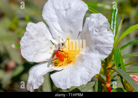 Unione bee, Apis mellifera, su bianco cisto fiore in primavera sul Mediterraneo, Cistus salviifolius, nomi comuni sage-lasciava rock-rose, salvia cist Foto Stock