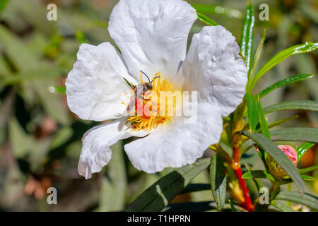 Unione bee, Apis mellifera, su bianco cisto fiore in primavera sul Mediterraneo, Cistus salviifolius, nomi comuni sage-lasciava rock-rose, salvia cist Foto Stock