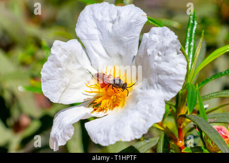 Unione bee, Apis mellifera, su bianco cisto fiore in primavera sul Mediterraneo, Cistus salviifolius, nomi comuni sage-lasciava rock-rose, salvia cist Foto Stock