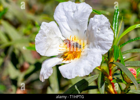 Unione bee, Apis mellifera, su bianco cisto fiore in primavera sul Mediterraneo, Cistus salviifolius, nomi comuni sage-lasciava rock-rose, salvia cist Foto Stock