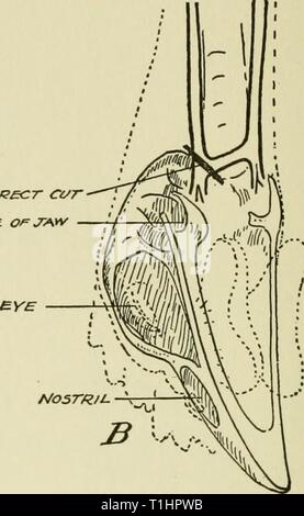 Malattie di uccelli addomesticati (1920) Malattie degli uccelli addomesticati diseasesofdomest00ward Anno: 1920 coffJi£CT ct/r GROO/e /// occhio. eNO DI BECCO Fig. 66. La ganascia inferiore rimossa, che mostra la posizione di vene, anatomia del cranio e la posizione di taglio. (Pennington e Betts) è per recidere le vene è mostrato in Fig. 66 per essere sul lato sinistro del pollo la testa quando è in posizione appena descritto. Perché il corto del vaso sanguigno che collega le due vene lungo, che abbiamo chiamato il ponte ',' non corre dritto ma in corrispondenza di un angolo, il punto appena indicata è anteriore più lontano e il più facilmente raggiungibile Foto Stock