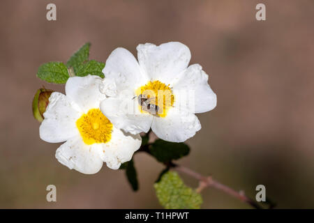 Unione bee, Apis mellifera, su bianco cisto fiore in primavera sul Mediterraneo, Cistus salviifolius, nomi comuni sage-lasciava rock-rose, salvia cist Foto Stock