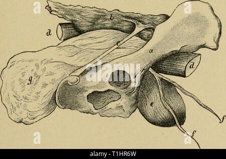 Malattie del cane e le malattie del cane e del loro trattamento diseasesofdogthe01ml Anno: 1897 inguinale e scrotale ernia. 329 Hydrocele. Da questo possiamo definire un accumulo di siero nello scroto. L'affetto è spesso associata con edema delle estremità inferiori e dello scroto. Essa è spesso visto con ascite, idrotorace, ecc., che compaiono nella forma di una fluttuazione di rigonfiamento della sacca testicolare che scompare quando gli animali si trovano sul loro retro. Trattamento terapeutico. Questa consiste di foratura e di svuotamento della sac, iniezione anche con uno qualsiasi dei seguenti stim- ulati Foto Stock