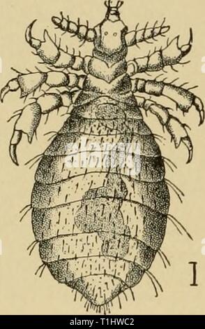 Malattie del cane e le malattie del cane e del loro trattamento diseasesofdogthe01ml Anno: 1897 398 malattie della pelle. Regola, su capelli e l'epidermide, e sono in particolare trovato sulla testa e collo. Entrambi i parassiti della pelle producono irritazione intensa Fig. 87. Fig. 88. Foto Stock
