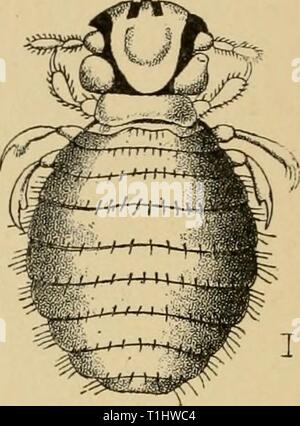 Malattie del cane e le malattie del cane e del loro trattamento diseasesofdogthe01ml Anno: 1897 Hsematopinus piliferus. Trichodectes latus. Disegni piccole linee danno la dimensione naturale del parassita e sfregamento, causando efflorescences infiammatorie che assomigliano molto ad un eczema squamoso, con parziale perdita di capelli e forma- zione delle croste. La diagnosi è di solito facile, come possiamo vedere i parassiti e le loro uova separando i capelli. Trattamento terapeutico. Questo consiste nel distruggere i parassiti e le loro uova. A tale scopo è spesso necessaria per agganciare gli animali. Il SAF Foto Stock