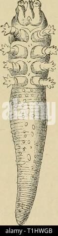 Malattie del cane e le malattie del cane e del loro trattamento diseasesofdogthe01ml Anno: 1897 402 malattie della pelle. I metodi di prevenzione. Il proprietario del cane deve avere la sua attenzione chiamato per il fatto che il sarcoptes sono altamente conten- gious e può produrre complicanze simili in altri cani e nell uomo, e mentre questo può essere molto di un carattere mite, è stato osservato in forma acuta in diversi casi (Siedamgrotzky, fritti- Berger, e altri). Il contatto di mangy cani con animali sani devono essere impedite, e copre, coperte, biancheria da letto, ecc., che sono stati utilizzati dal affec Foto Stock