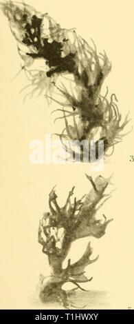 Rapporti di ricerca (1929) Discovery discoveryreports report31932inst Anno: 1929 Foto Stock