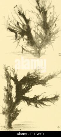 Rapporti di ricerca (1929) Discovery discoveryreports report31932inst Anno: 1929 Foto Stock