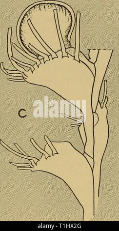 Scoperta dei report (1943) Rapporti ricerche discoveryreports22inst Anno: 1943 Fig. 31. A-C. Cornucopina zelandica sp.n. San TN 144, Nuova Zelanda. A. vista frontale. B. avi basale- cularium come si vede in una vista laterale del ramo. C. obliqua vista basale. c. cryptocyst, op. opercolo (aperto). Descrizione. Zoarium folte (tipo Colonia, 12 cm. alto, 8 cm. Ampio) composto da molto delicato feathery rami. Radichette formando un corto, spessa levetta. Zooecia senza un processo digitiform. Opesia breve, più ampio rispetto a lungo, approssimativamente triangolare, bordo prossimale diritta, orifizio al vertice del triangolo, esterno angolo basale o Foto Stock