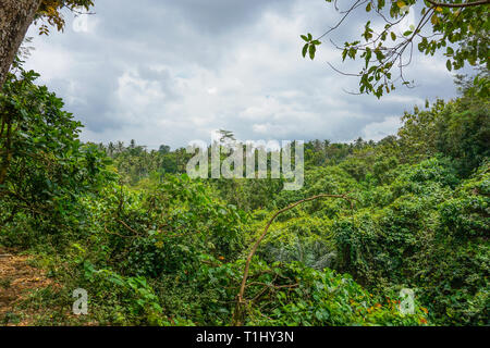 Sottobosco lussureggiante giungla vegetazione nella densa foresta pluviale di Bali, Indonesia Foto Stock