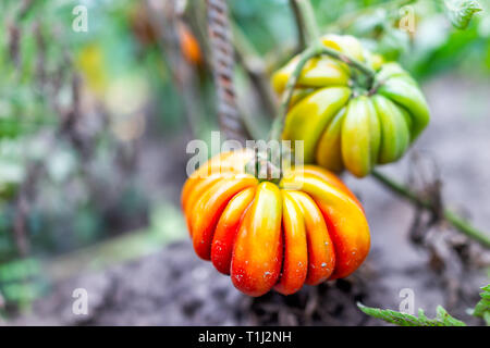 Macro closeup grande ripe rosso arancione acerbi cimelio di pomodoro colorati appesi crescente sulla pianta della vigna in foglie di giardino Foto Stock