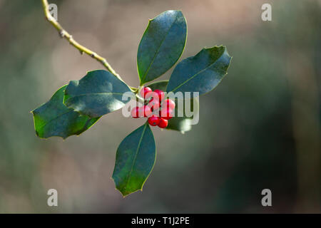 Holly foglie e bacche nella foresta. Foto Stock