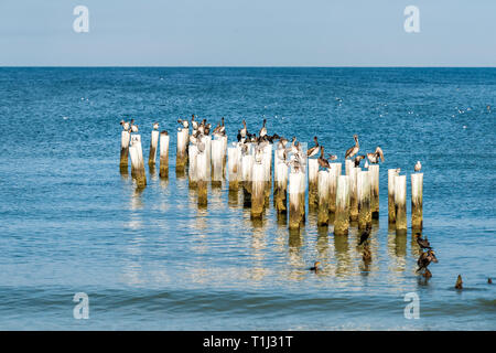 Florida Napoli molo vecchio palificazioni nel golfo del Messico con pontile in legno molti uccelli pellicani e cormorani dall' oceano sulla Spiaggia Foto Stock