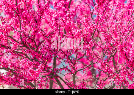Redbud rami di alberi con molti fiori sbocciano i fiori che fioriscono in primavera nel parco o giardino con cielo blu in background Foto Stock