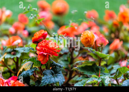 Londra, UK Queen Mary's Rose Gardens in Regent's Park durante la soleggiata giornata estiva con rosso vibrante colorati fiori ampio angolo closeup Foto Stock