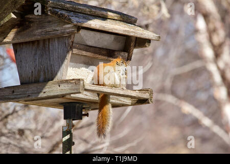 Vista ravvicinata di un curioso scoiattolo rosso esplorando un rustico di legno Bird Feeder riempito con semi di cartamo Foto Stock