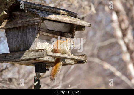 Vista ravvicinata di un curioso scoiattolo rosso esplorando un rustico di legno Bird Feeder riempito con semi di cartamo Foto Stock