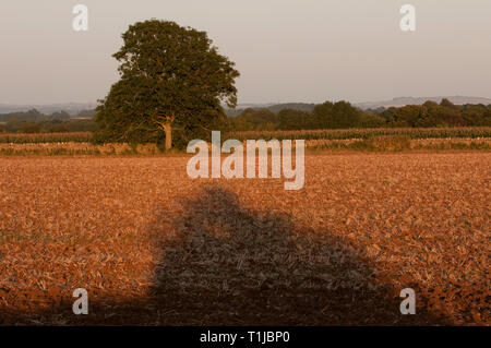 Campo vuoto dopo la mietitura Foto Stock