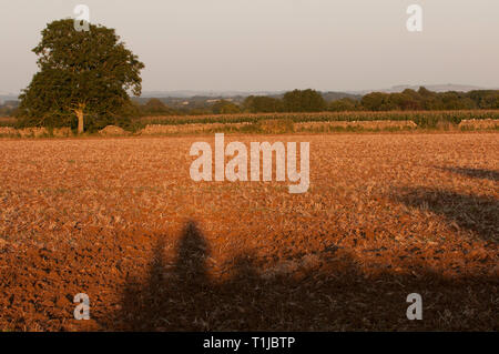 Campo vuoto dopo la mietitura Foto Stock