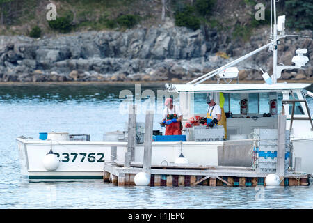 Bar Harbor, Maine, Stati Uniti d'America - 28 Luglio 2017: Lobster uomini il loro ordinamento appena pescato aragoste prima di vendere i loro giorni di duro lavoro al dock, in Bar Harbo Foto Stock
