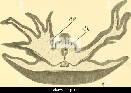 Rapporti di ricerca (1929) Discovery discoveryreports report31932inst Anno: 1929 Foto Stock