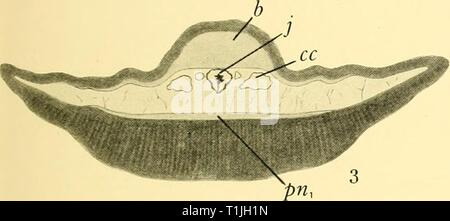 Rapporti di ricerca (1929) Discovery discoveryreports report31932inst Anno: 1929 Foto Stock