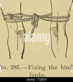 Le malattie dei bovini, ovini e caprini le malattie dei bovini, ovini, caprini e suini diseasesofcattle00mous Anno: 1920 Fio. 284.-Fixiii': la testa e un hind hnib. una figura di otto (Fig. 285). Questo non impedisce tutti i movimenti degli arti posteriori, ma li limita e fissa sia animali e l'operatore dal pericolo. Nel caso in cui si renda necessario esaminare le zampe posteriori o inter- spazio digitale, è utile a volte per passare un cappio del cavo attorno alla gamba nella regione del tendo Achilis e a torsione e serrare questo loop mediante un breve, stout stick passa attraverso di essa; questa è la gamba twitch descritto nel fare Foto Stock