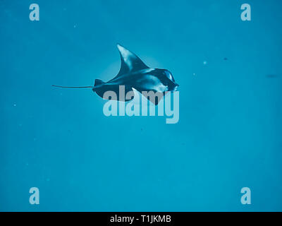 Questa unica immagine mostra il gigante manta ray nel selvaggio nelle Maldive Foto Stock