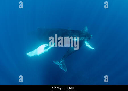 Madre e vitello megattere, Megaptera novaeangliae, nuotare in chiaro, acque blu del Mar dei Caraibi. Foto Stock