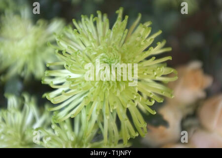 Bella e verde grevillea moonlight fiori sfondo . Sullo sfondo della natura Foto Stock